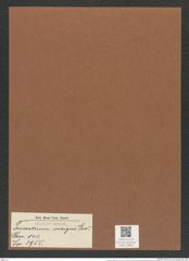 Triceratium insigne Grev. (de-Toni-Nr.: Genus 140, Species 3955) Zeichnungen Sammlung Grunow Mappe 03961 (Herbarium_W_Grunow_drawings_Folder_03961)